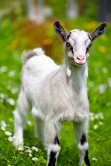 Fototapeta premium White baby goat standing on green lawn