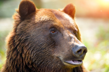 Brown bear portrait. Side view of bear face.