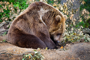 European brown bear in a forest landscape at summer. Big brown bear in forest.