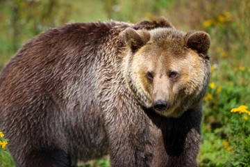 Obraz premium Young brown bear on the edge of the forest