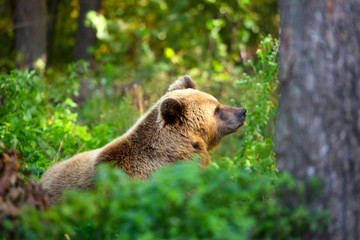 Obraz premium Young brown bear on the edge of the forest