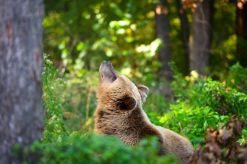 Young brown bear on the edge of the forest