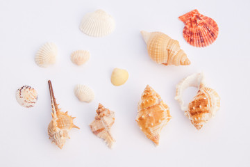 seashells isolated on white background