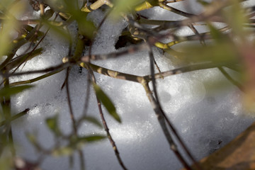 leaves in the snow