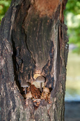 Toadstools in the hollow of a tree