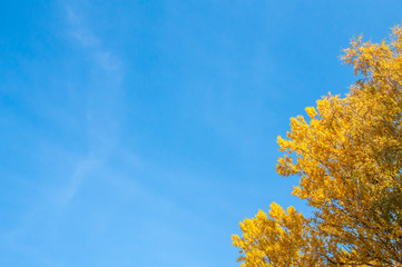 Yellow leaves against the blue sky. Autumn landscape