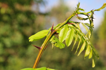 Thorns on acacia