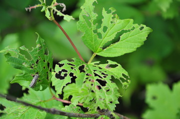 Eating the leaves