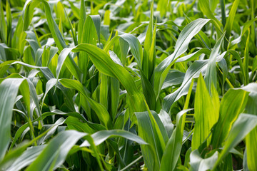 Fragment of field of joung corn