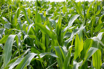 Fragment of field of joung corn