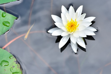 睡蓮　(スイレンの花)　約二千年前の蓮の池に咲く睡蓮　Water lily Water lily...
