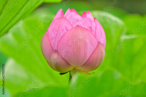 古代蓮 約二千年前の蓮の花 花言葉 清らかな心 神聖 雄弁 熊本県山鹿市鹿央 里やま 古代の森 Ancient Lotus Lotus Flower About 2 000 Years Ago Flower Language Pure Heart Sacred Speaking Kumamoto Prefecture Yamaga City Kaou Wall Mural 古代蓮 約二千年前の蓮の花 花言葉 清らかな心 神聖 雄弁 熊本県山鹿市鹿央 里やま 古代の森 Ancient Lotus Lotus Flower About 2 000 Years Ago Flower Language Pure Heart Sacred Speaking Kumamoto Prefecture Yamaga City Kaou Wall Mural