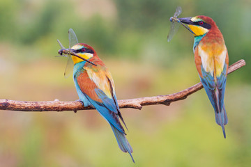 pair of beautiful birds sitting on a branch with dragonflies in their beaks