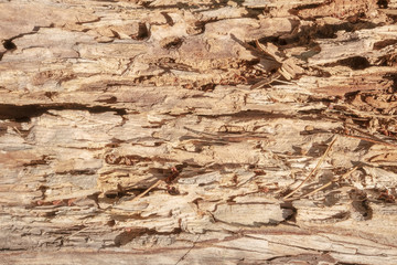 The texture of an old dried log broken across