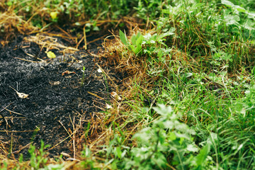 green grass in the garden