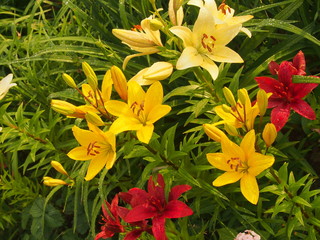Colorful buds of lilies. The flowers are red, yellow and white.