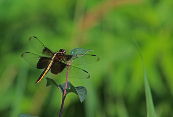 Black saddleback dragonfly on leaf