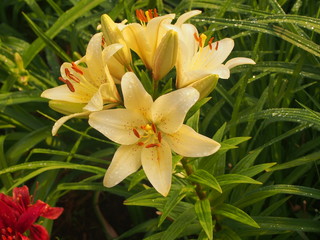 Colorful buds of lilies. The flowers are red, yellow and white.