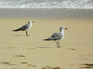 seagull on the beach
