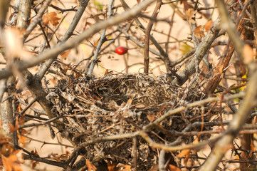 Empty bird nest made in a rose hip bush closeup in autumn time