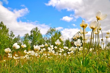 Obraz premium field of daisies