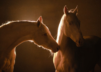 Two cremello horses with backlight