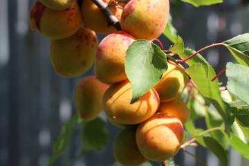 branch of the ripe apricots in the orchard