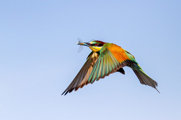 bee-eater flies in the sky with a dragonfly in its beak
