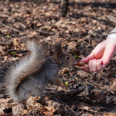 Squirrel in the autumn forest park. Squirrel in the autumn foliage takes the nuts from the woman's hands.