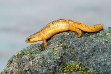 a newt from europe, Germany