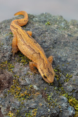 a newt from europe, Germany