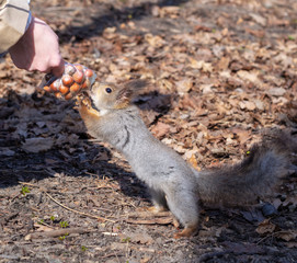 Squirrel in the autumn forest park. Squirrel in the autumn foliage takes the nuts from the woman's hands.