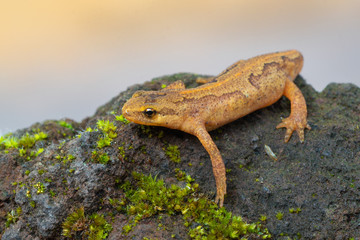 a newt from europe, Germany