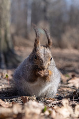 Squirrel in the autumn forest park. Squirrel with nuts in fall foliage.
