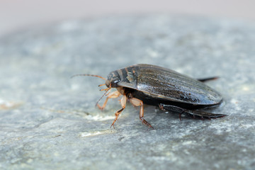 a water beetle - Acilius sulcatus