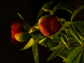 red peonies with water drops on a black background, closeup