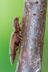 a beetle - Elateridae - Stenagostus rhombeus