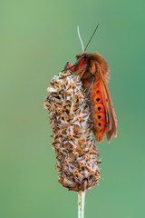 moth - ruby tiger - Phragmatobia fuliginosa
