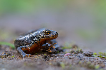 a newt - Ichthyosaura alpestris - from europe