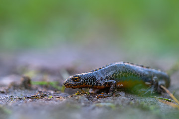 a newt - Ichthyosaura alpestris - from europe