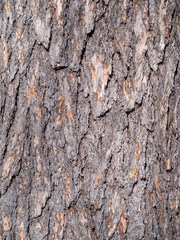 Old Wood Tree Texture Background Pattern