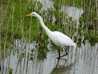 Beautiful Egret Fishing in the Southern California Marshland
