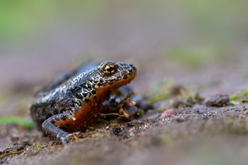 a newt - Ichthyosaura alpestris - from europe