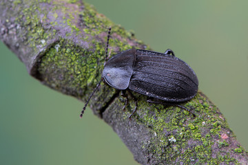 a carrion beetle - Phosphuga atrata