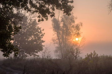 Obraz na płótnie Canvas Foggy morning on the edge of the forest. Autumn landscape with rising sun and fog.