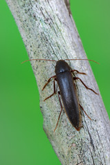 False Darkling Beetle - Serropalpus barbatus