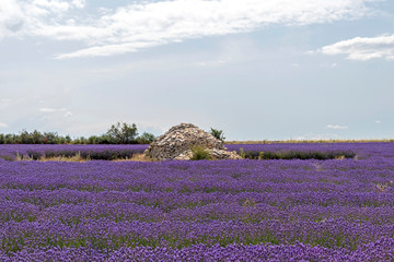 Fototapeta na wymiar Stone pile house in the middle of colorful vivid purple lavender field in Provence, France