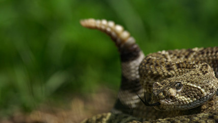Rattle Snake