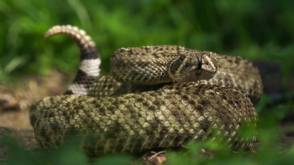 Rattle Snake