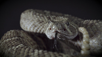 Rattle Snake